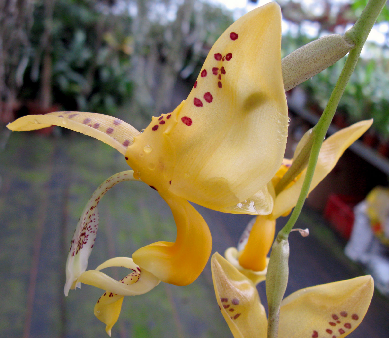 Stanhopea Hybride ´Black Velvet Eyes´ Duft blühstark Orchidee Orchideen 