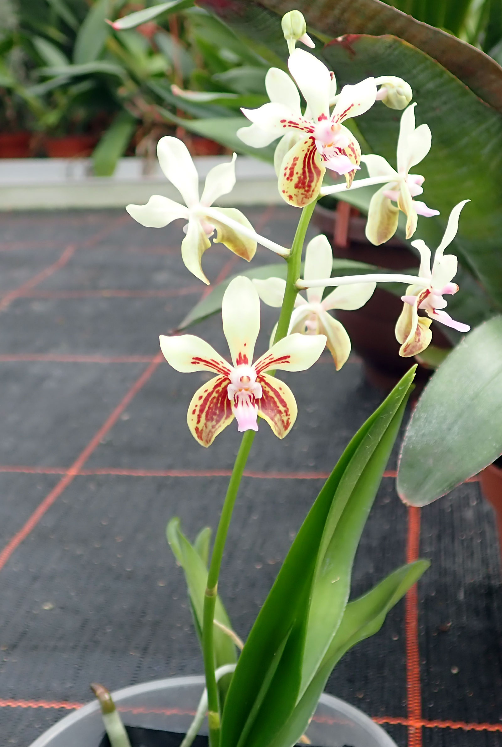 Vanda lamellata ,Okinava - Orchidées de Großräschen